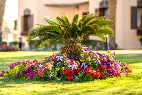 Choosing the Right Palm Tree for Your Palm Beach County Yard