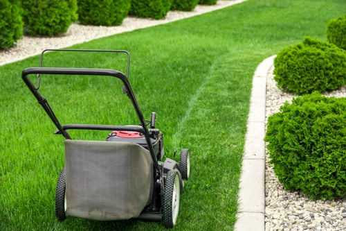 How Often Should You Mow St. Augustine Grass in Palm Beach County?