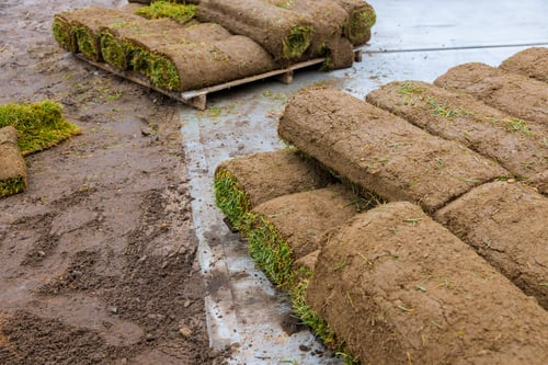 New Sod in South Florida: A Simple Watering Guide for the First Month