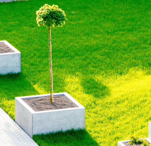 Planting / Siembra de Plantas