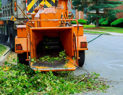 Yard Cleanup / Limpieza de Yarda